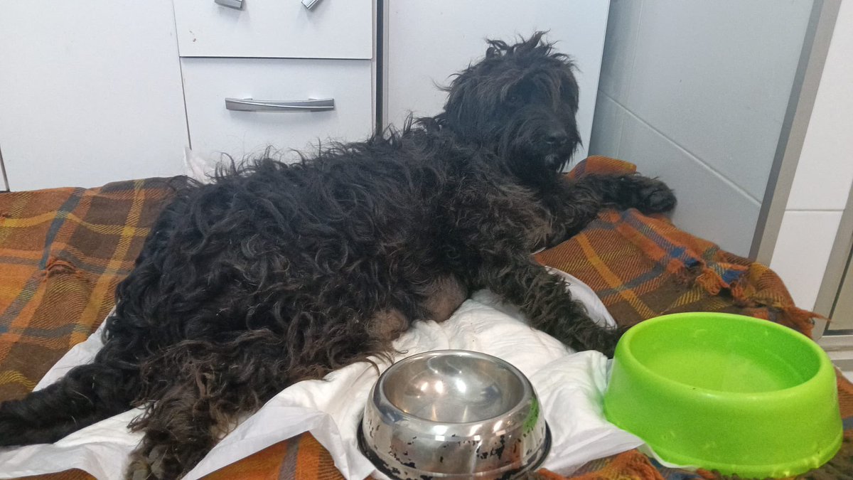 redbicheraof's tweet photo. Hoy Sol sigue internada. Está recibiendo tratamiento y control permanente, pero su estado continúa siendo delicado.
queda camino por recorrer y los gastos vet siguen aumentando. Si alguien puede colaborar, x más mínimo que sea el aporte, realmente hace la diferencia para que Sol https://t.co/rJlmgaNu1a