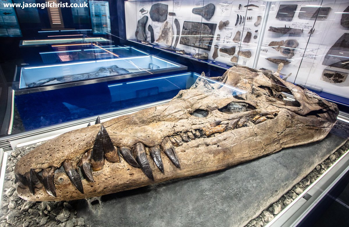 jgilchrist13's tweet photo. @TEC_Kimmeridge Sea Rex.
Attenborough's Giant Sea Monster.
A Jurassic pliosaur.
Skull on display at The Etches Collection.
Steve Etches for scale!
#TheEtchesCollection #fossil #fossils #palaeontology #plesiosaur #pliosaur #Jurassic
Donate to rescue the body of #SeaRex @ https://t.co/xW2wYptILv https://t.co/cqxioT2HLJ