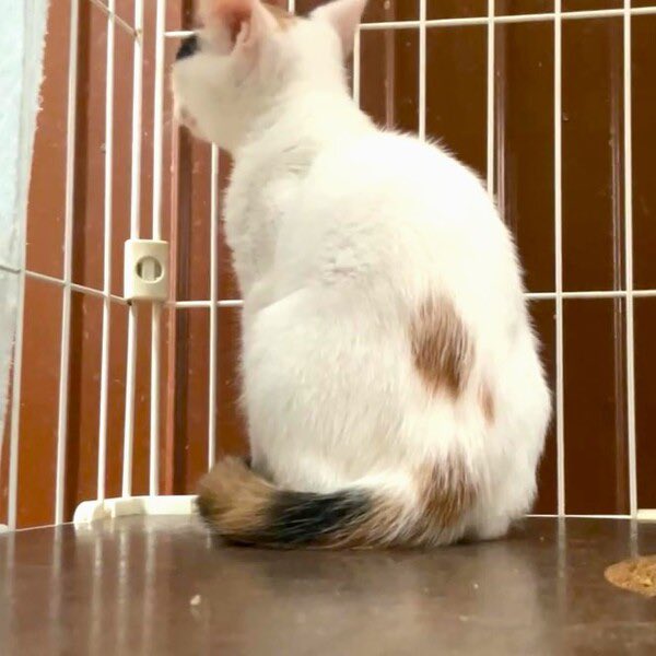 satoya_boshu's tweet photo. 美顔の三毛ちゃん
推定0歳2ヶ月
♀ 熊本県

とても元気に過ごしています
保護してしばらくは食欲がなかったので
心配していましたが、
今ではカリカリのご飯をよく食べています
目の周りは点薬で治療しているので、
もうすぐきれいになっていくかと思います https://t.co/SRiJBN3NhB