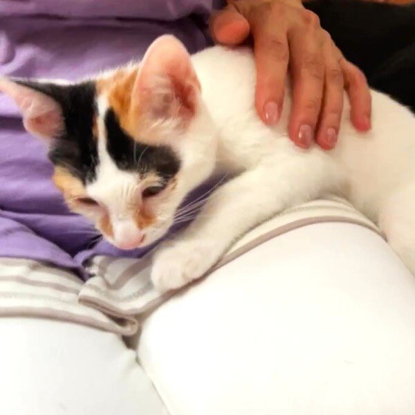 satoya_boshu's tweet photo. 美顔の三毛ちゃん
推定0歳2ヶ月
♀ 熊本県

とても元気に過ごしています
保護してしばらくは食欲がなかったので
心配していましたが、
今ではカリカリのご飯をよく食べています
目の周りは点薬で治療しているので、
もうすぐきれいになっていくかと思います https://t.co/SRiJBN3NhB