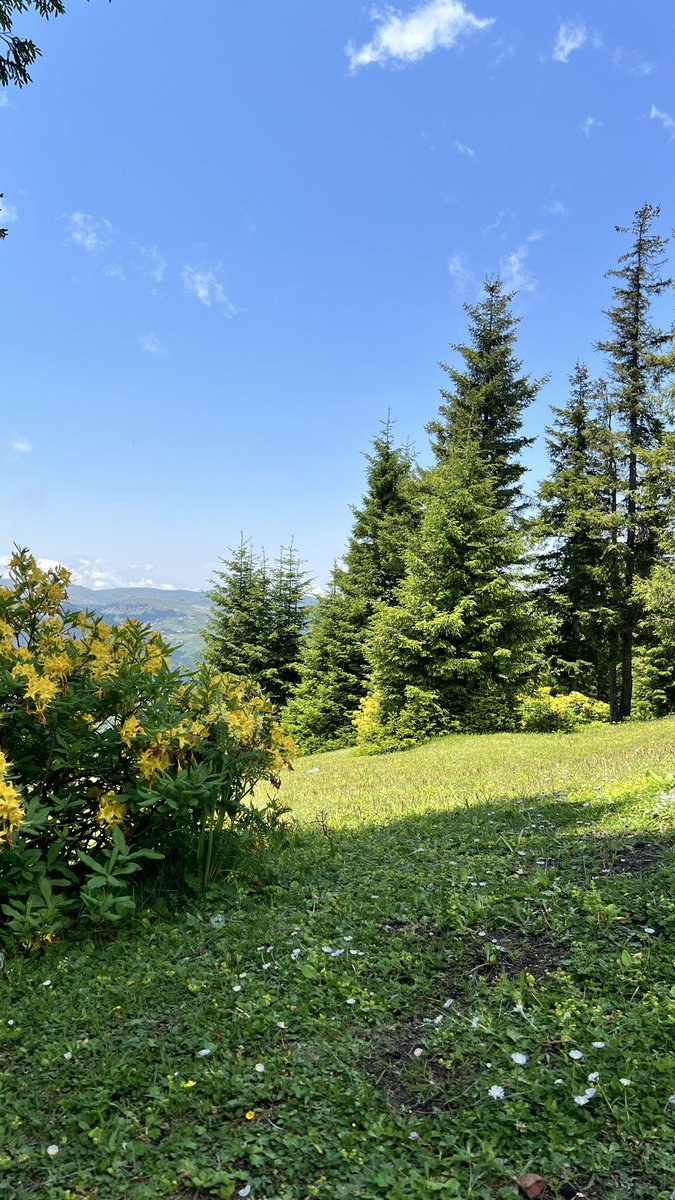 Amjim120's tweet photo. 🌲💚🌿 https://t.co/22t7KIdtk4