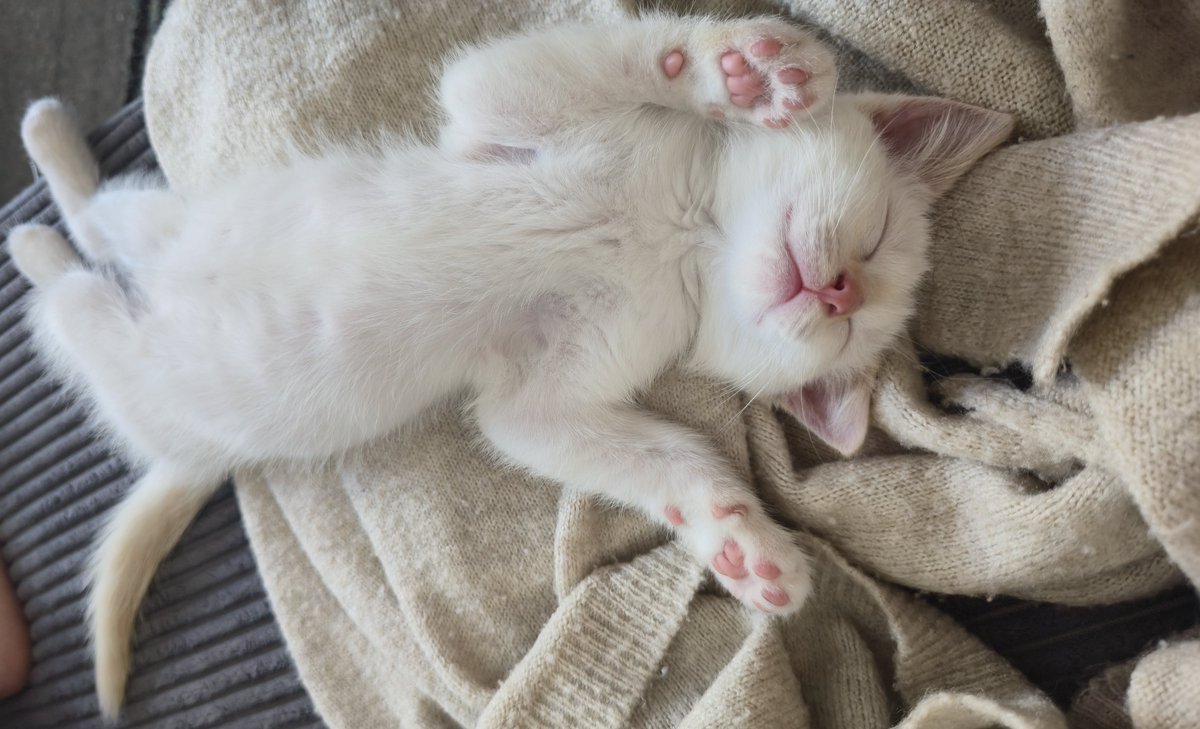 phainon7's tweet photo. Hey guys, long time !! Wanted to show y'all my new cat, chocco <33 https://t.co/frn8wumBdO