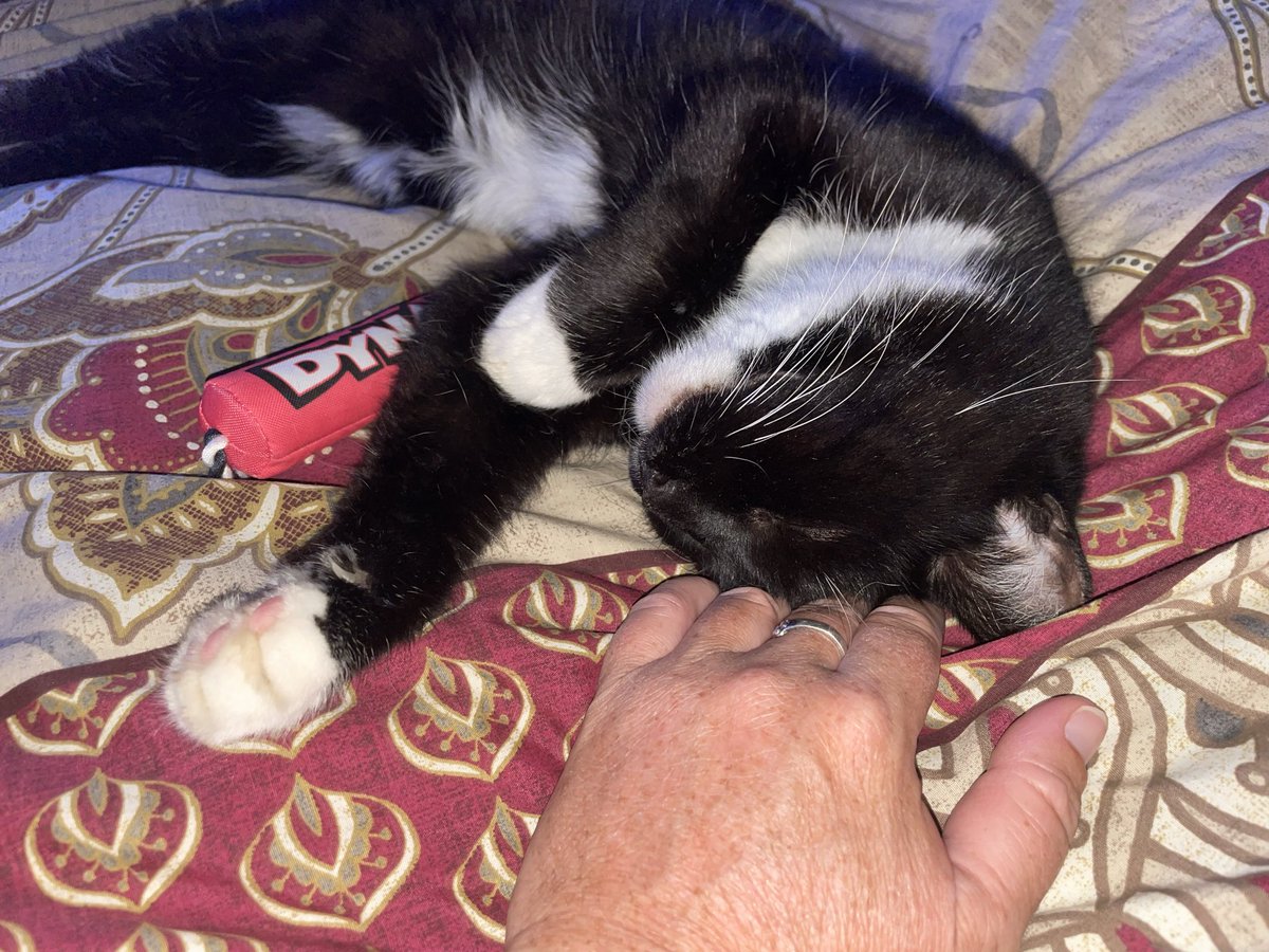 FurFamilyCats's tweet photo. Following our previous post! 🧨 

…she’s now been disarmed! 😹

Goodnight All

#Bubble 😻 #HannahsFurFamily https://t.co/rxwGkuisyc