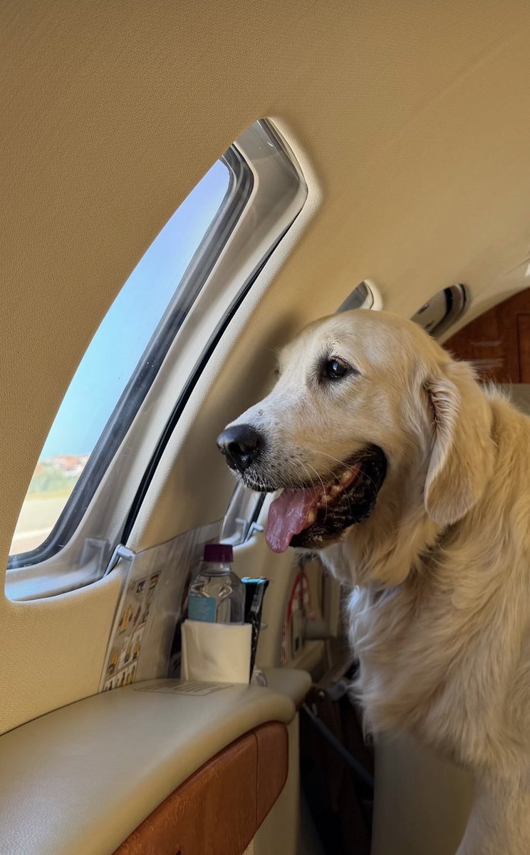 Julien_27LS's tweet photo. Les chiens de João Neves et Madalena voyagent eux aussi en jet privé ✈️❤️💙 https://t.co/kLTR53FGut