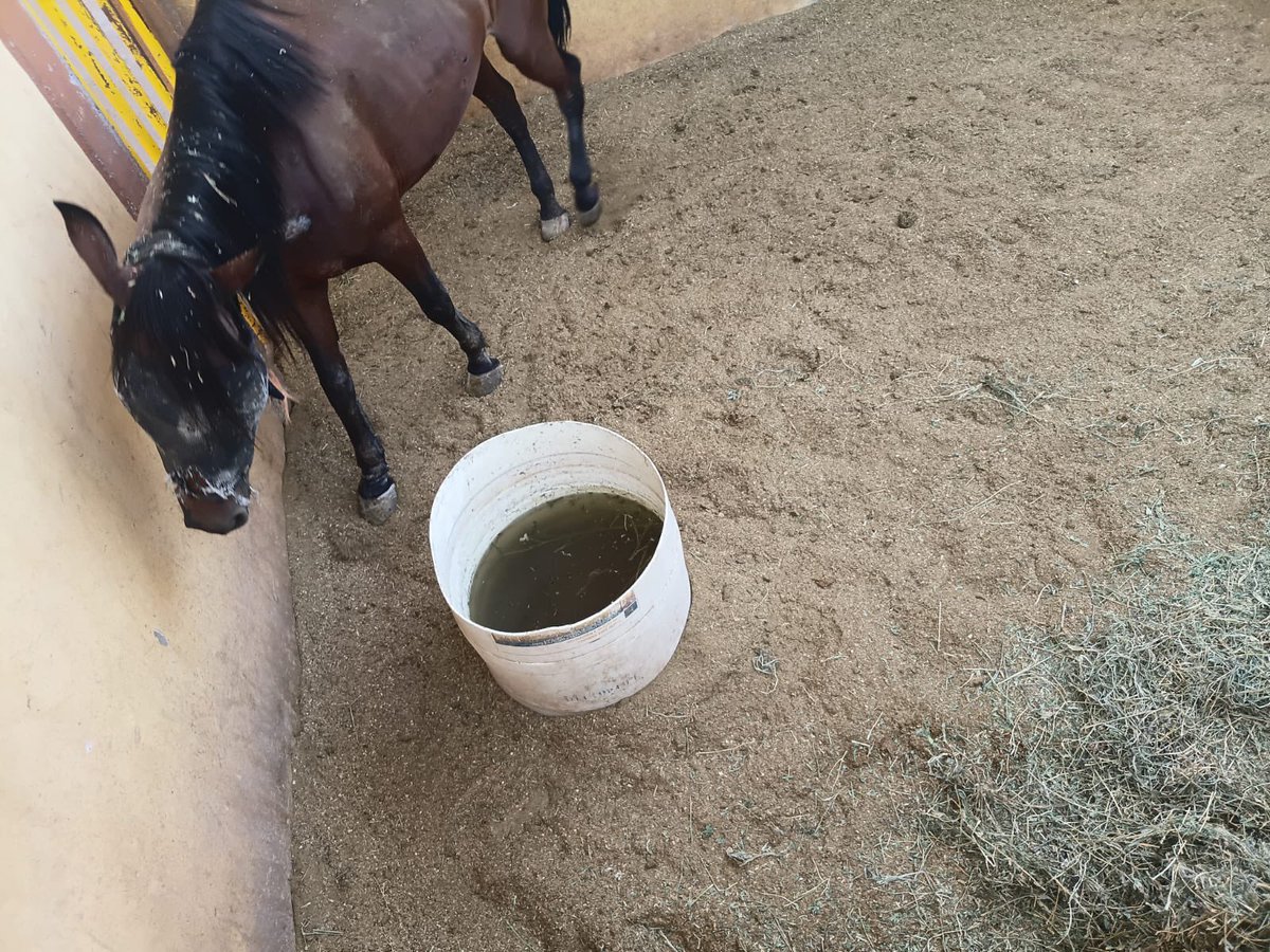 misslagunera's tweet photo. @mrikelme Estomado alcalde, así se encuentran una burrita y un caballo, que servicios públicos confiscó (ellos no tienen injerencia) solicitó revise el caso, aquí existe abuso de autoridad. El agua verde y no les dan de comer en la Narro. La burrita mamá necesita alimentar 🫏 https://t.co/eNqBqnTjnk