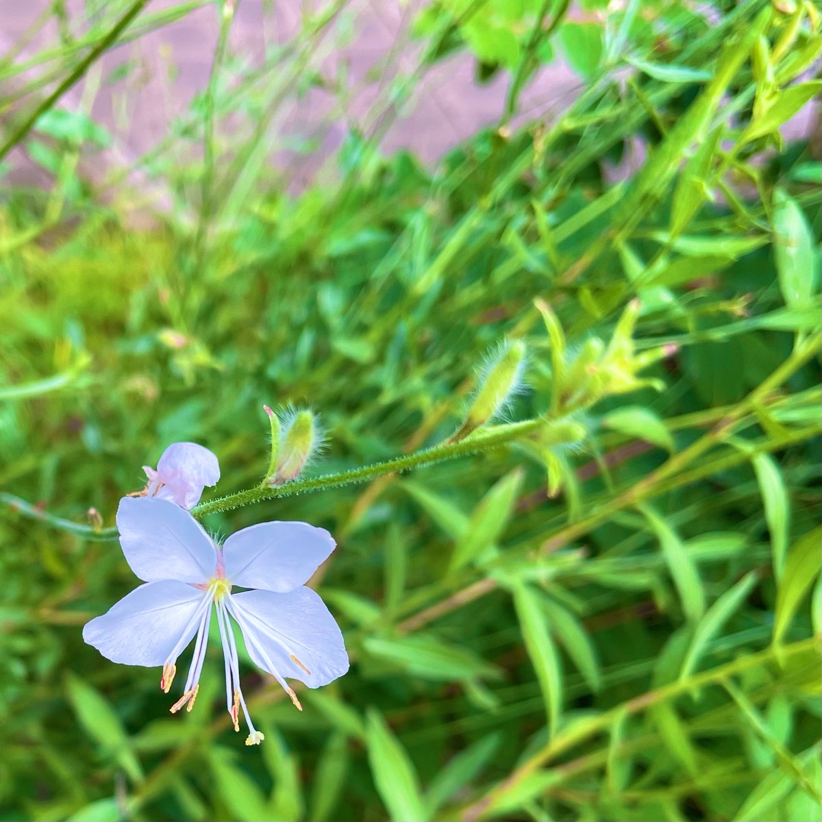 depression1203's tweet photo. 【生存確認会】  2026.8.2

生きた証で繋がる世界🌏🪐🚀🌌✨

　今日も同じ空の下で、
　　どこの誰かも分からぬあなたと、
　　　生きた証を分かち合いたくて💐

この地上のどこかで、
　見上げた空を、眺めた花を、
　　見つめた景色を、感じた繋がりを、

どこの誰かもわからぬあなたと、
　生きた証を分かち合いながら、
　　生きた戦果を称え合いながら、

刻み込むようにして、
　ナンダカンダでまた1日、

酷暑にもマケズニ、
　熱中症に気をつけて、
　　水分補給も忘れずに、

それぞれの現実世界でマイペースに、
　互いのご自愛とご武運を祈り合って。

【ご案内】夢の世界の眺め方🌠

Ｘ仕様変更に伴い、

「わたしの生きた証」
　　　→ポスト欄から🌅

「わたしとあなたの生きた証」
　　　→リポスト欄から🪐🚀🌌

それぞれ、トップページの
　縦のスクロールで展覧できます🤩

【備考】夢ミル活動 運営者の現状

Ｘのやり過ぎで手首が腱鞘炎、痛みがありながらもタッチペンでなんとかやりすごしている生活が続いています🖊️📱🥲

星になるまで1日でも長く継続していきたい気持ちが強く、引き続き持続可能性を追求していきます🫡

返信は「🤝」としてご理解いただいた方のみ、意欲ベースでご参加いただけますと幸いです🙏

引用リポストでのご参加、
　「本日初の分かち合い参加」
　　も大歓迎です🧙‍♂️🪄✨

変わりたいけど、変われない。
　変わらない日常の景色が、
　　ほんの少しずつだとしても、
　　　息吹き始めますように🌱

それでは、
　本日の「生きる」を、
　　一緒に始めましょう💫

どんな現実を生きていようと、
　Ｘの夢の世界では、ユメ充に、
　　どこまでも自由に、粋を求めて。

「わたしの生きた証」が、
　あなたを癒せますように。

「わたしとあなたの生きた証」が、
　どこかの誰かを、癒せますように。

見上げた空とＸに感じた繋がりを信じて、

今日も同じ空の下、ミルっとサバイヴ！
共に最幸到達地点まで🤝☀️🍀🥤🧙‍♂️🪄✨