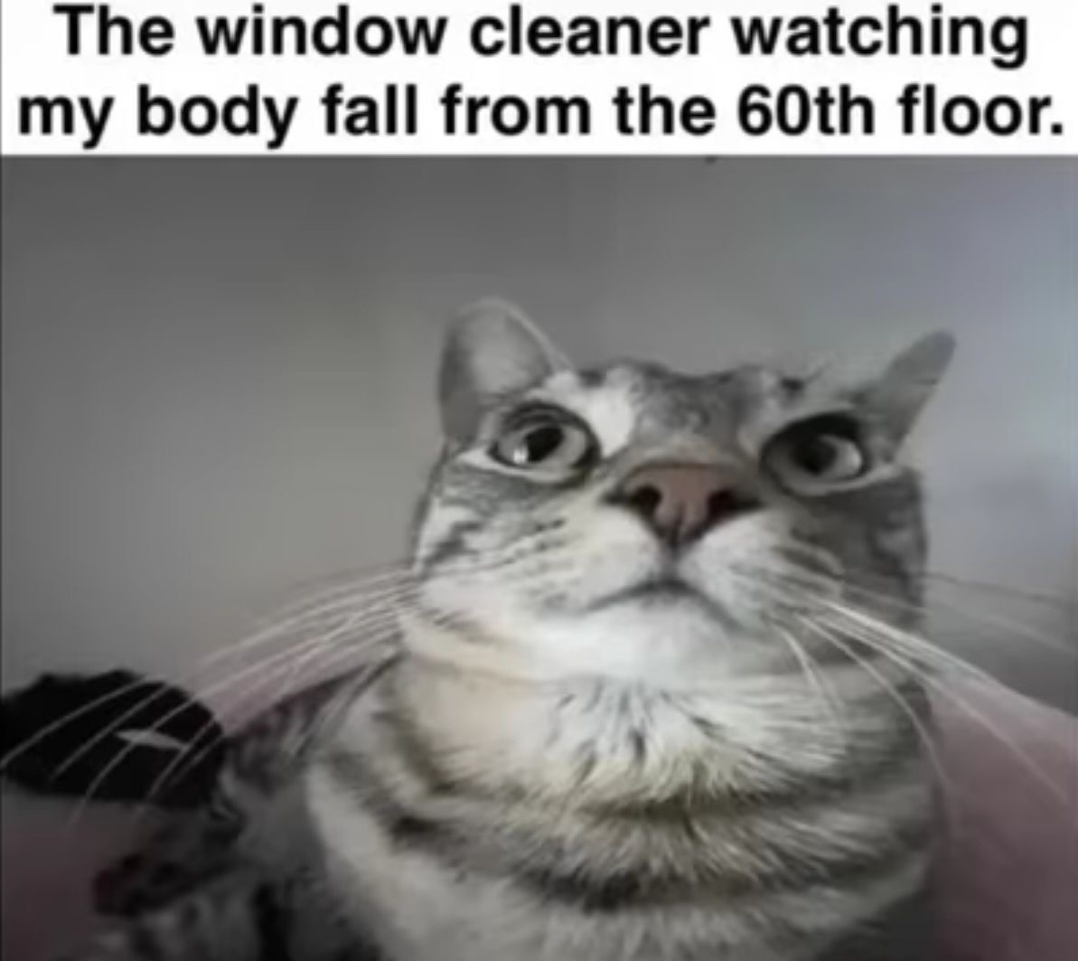 catontwt tweet picture