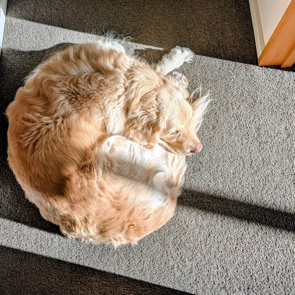 NFitzGeraldAuth's tweet photo. Our goofy, fluffy Golden Retriever loves curling up in the sunshine and it's very cute! https://t.co/JljXRTziqd
