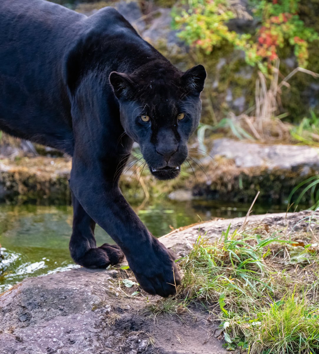 RussellMBaker's tweet photo. My 60th treat to myself (who else will) was a Z8, today I took it out for the first test. Honestly I struggled all morning, but in the afternoon it clicked. Here's Inka on her patrol. @chesterzoo https://t.co/UQfhmmoY5s