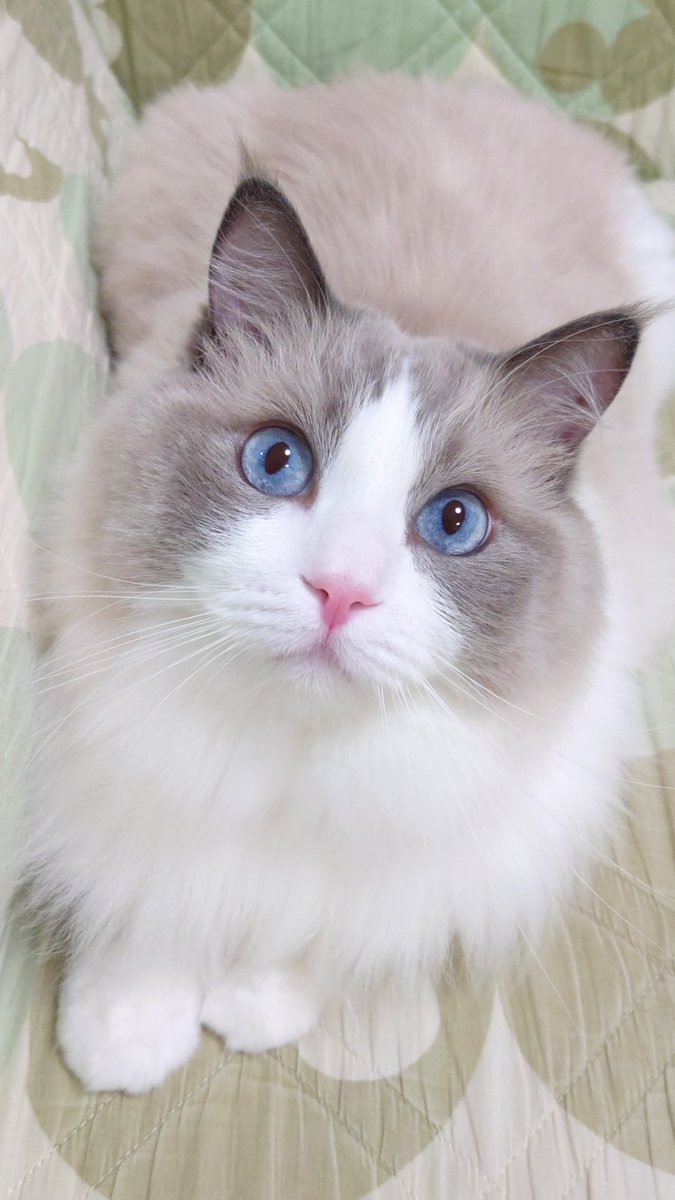MintRagdoll's tweet photo. おはにゃん🐾 https://t.co/bRz8vtozlP