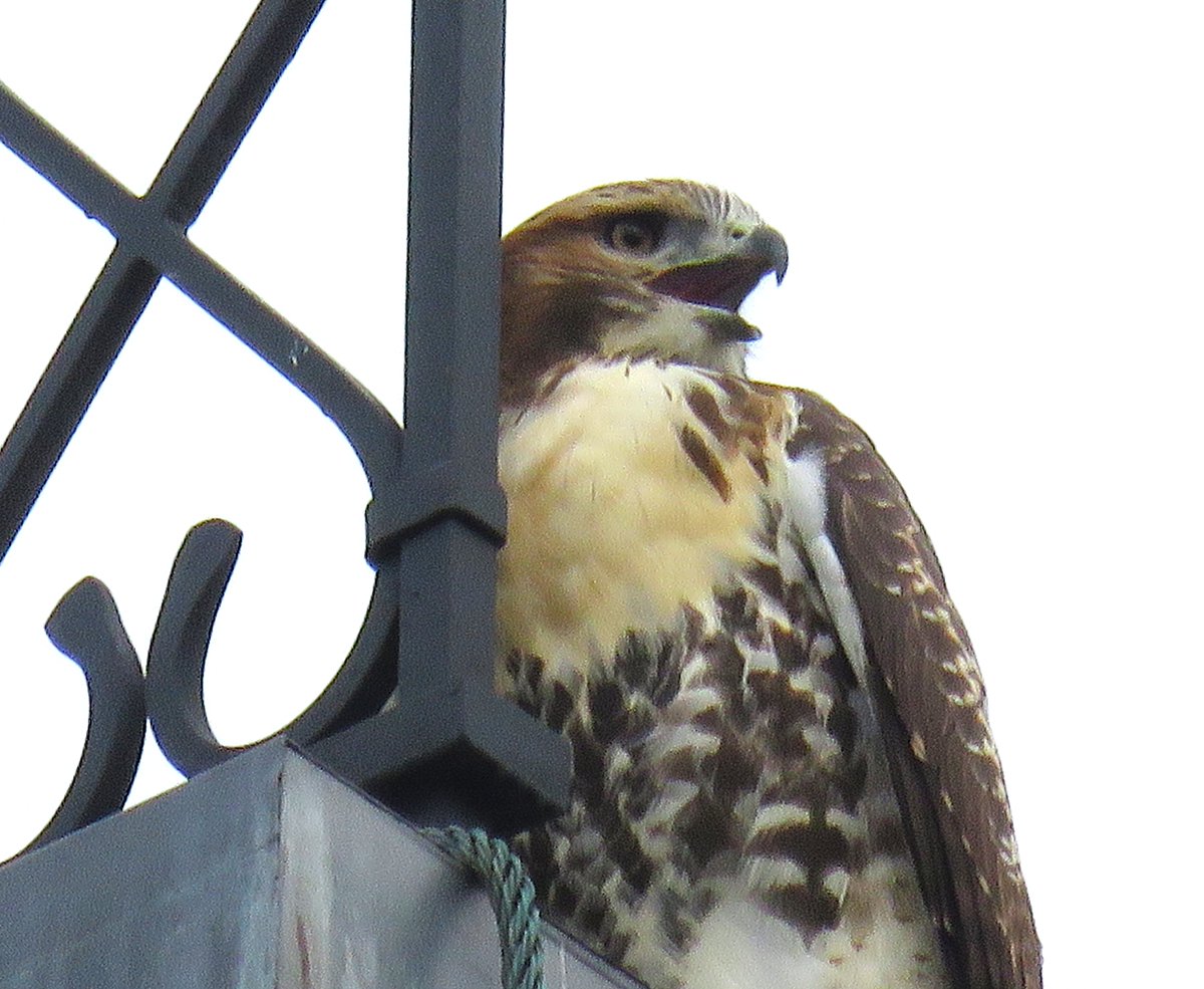 CornellHawks's tweet photo. 17:15, 8/1   The P's spotted on Sage &amp; Barnes Hall constantly calling to each other...&amp; Arthur for evening meals.

Arthur watching over the P's from the Tall Brown Pole!

Many thanks to Suzanne &amp; woodg for the fantastic evening photos! https://t.co/VLuHTvvuW0