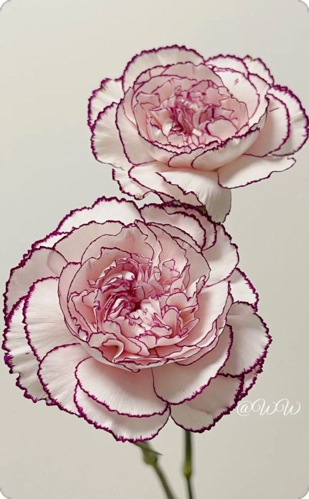 i3Moment's tweet photo. carnations https://t.co/ocx1pxueVi