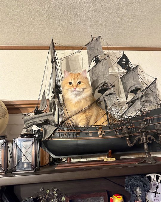 Cat is life ~็ซใฏไบบ็~ tweet media