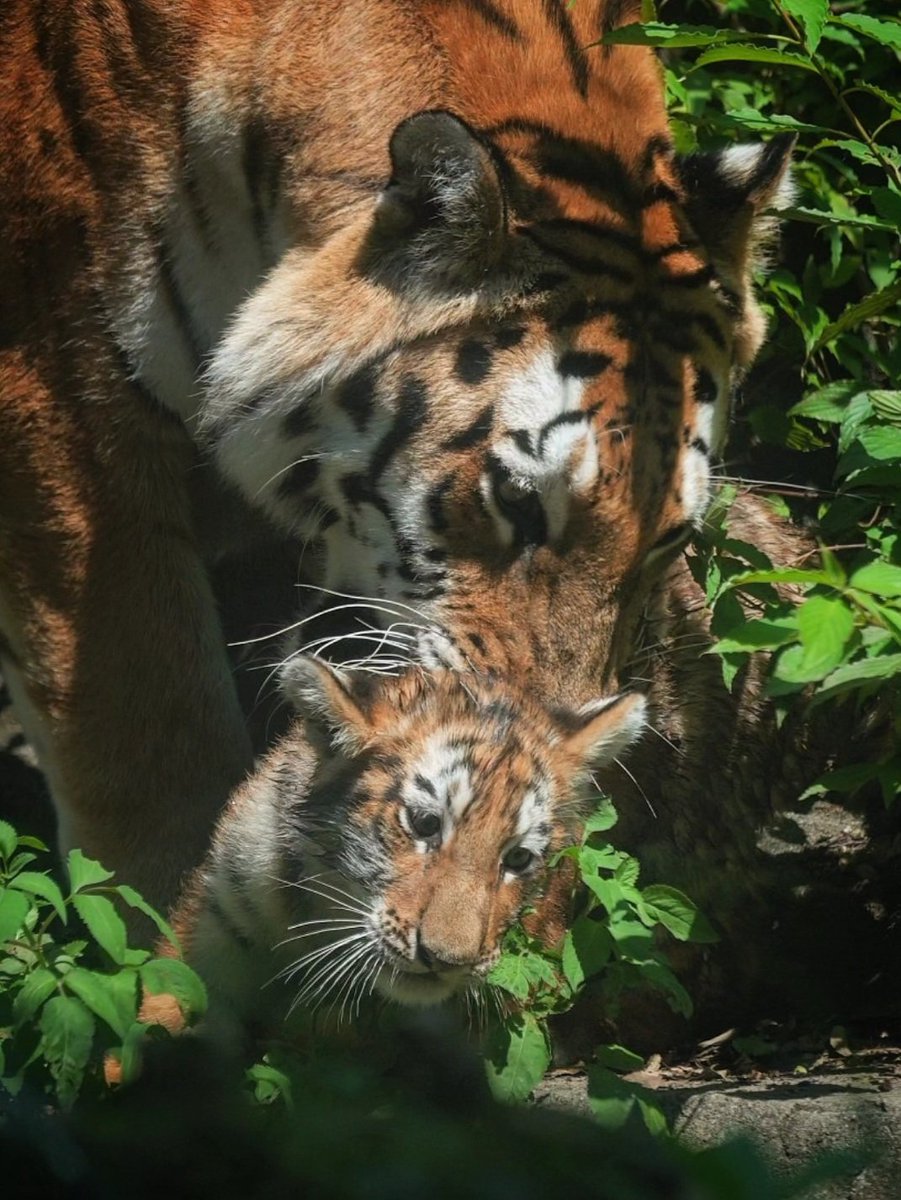 SwimShingo's tweet photo. 母に見守られ、健やかに🐯
#アムールトラ #多摩動物公園  #amurtiger #tiger https://t.co/uA6eQtN1XK