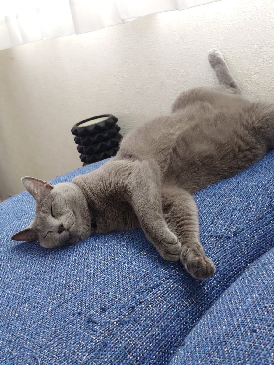 56jonjoe's tweet photo. #猫のいる暮らし https://t.co/SWUy17HnGW