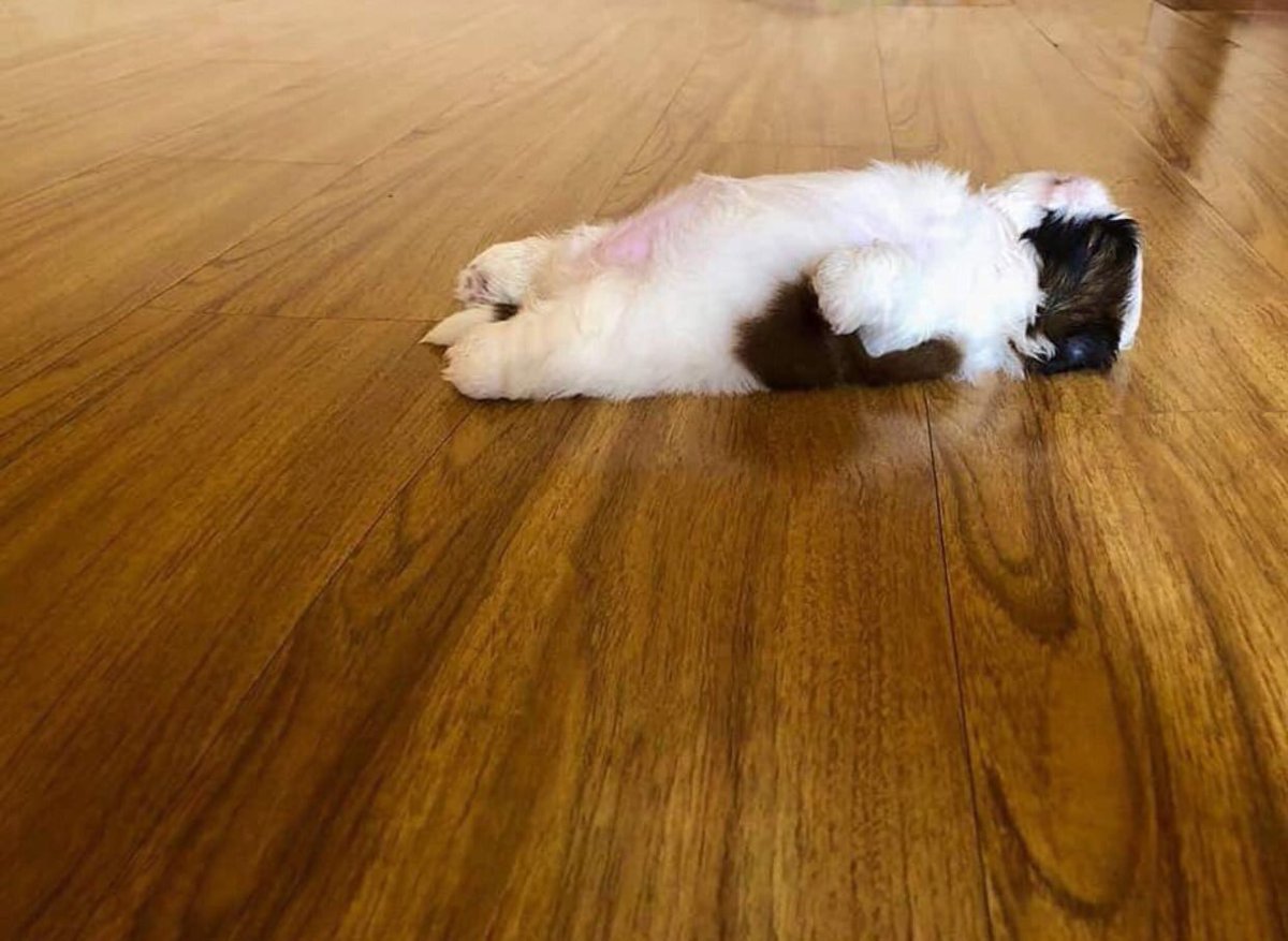 wanparadawan's tweet photo. なぜか仰向きに寝る子犬、世界的な人気を集める https://t.co/bUyazE5AAk