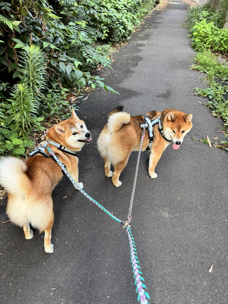 柴犬くう🌈くまとら時々大工 on X: 