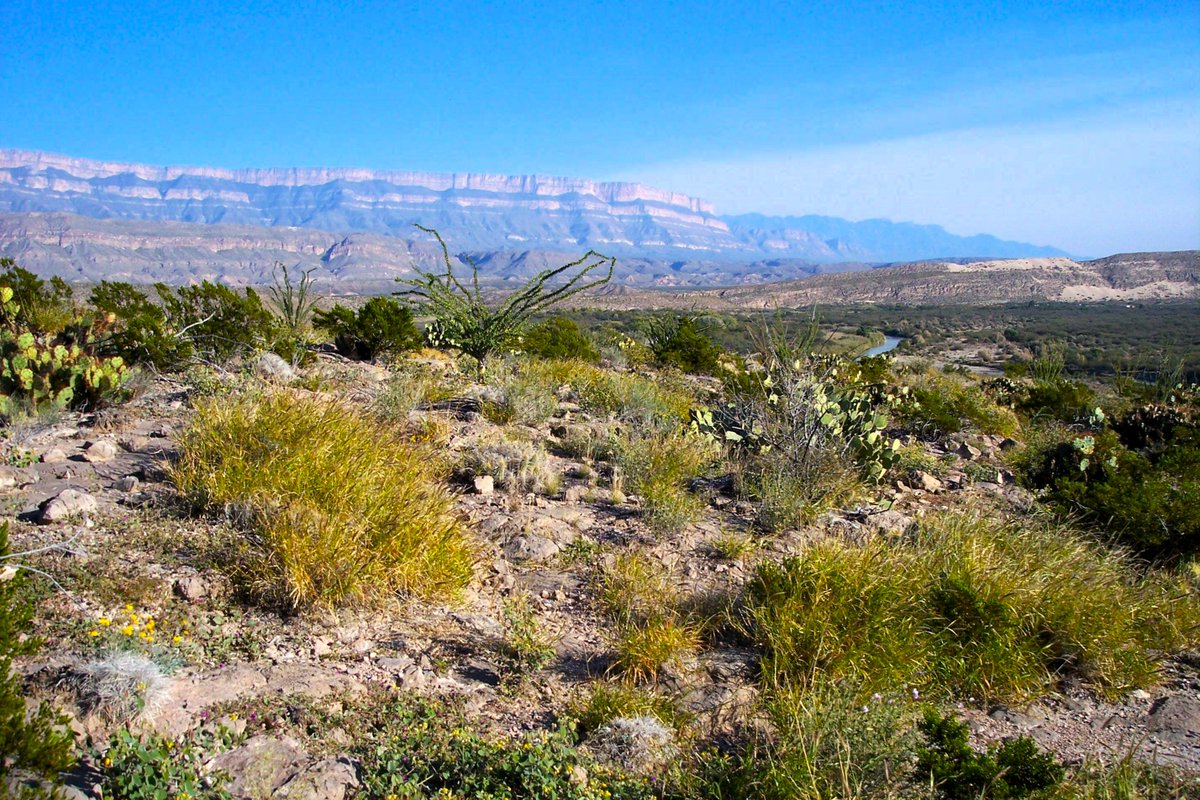 BenHEnglish's tweet photo. SOMEWHERE IN THE LOWER BIG BEND:

"Mine is a rugged land but good for raising sons---and I myself, I know of no sweeter sight on earth than a man's own native country."
--Homer's Odyssey

I have been writing these essays since my first book was published in 2017, sharing my enduring passion for a land that saw six generations of my family come and go. Some were well known, some little so, but each possessed that same passion I inherited from them.

My stories have ranged across the depth and breadth of the lower Big Bend, and on occasion the other side of the river. Without that river’s existence, many of those stories would have never happened. For in truth if the desert and the mountains are the flesh and bone, the river and the major watersheds feeding into it provide the heart and arteries.

All are essential, and the creation of our area parks has helped this land remain as it once was; wild, free, unfettered and unbending, a gifted portal into a not so distant past.

But today my spirit is deeply troubled, and I write on a subject that I have no desire whatsoever to address. There will be no natural beauty or tales of endurance, no relating of lasting lessons, no joy, no awe, and no mysteries enshrouded in this magical land.

It has been a tortuous path through human ignorance, greed, bureaucratic lies, obfuscations and manipulations, and so-called ‘public servants’ at every level of government who are wholly undeserving of their chosen self descriptor.

The public they are supposed to be serving has been purposely lied to repeatedly, aided and abetted by so-called ‘news’ agencies who are usually more interested in the number of clicks on their site than in actually learning the truth.

Finally there are the contractors for this massive act of unconscionable behavior, seeding deceit and distrust with massive amounts of our own taxpayer money to alienate neighbors, fellow citizens and former friends over the morality in a quick buck.

All this for a colossally stupid project of unimaginable destruction that will do more damage to the land they are trying to ‘protect,’ than has been done before in all of this region’s recorded history.

And now it is coming to pass.

Presently those contractors are inside our national park, behaving as if they have no limits nor boundaries in their butchery of what the National Park Service has been trying to protect for over eighty years.

Along with the now forgotten promises made to land owners and their descendants who were basically forced out, stating their sacrifice would benefit generations of Americans to come. It would give all a free and unfettered place to roam, and that it would remain that way for perpetuity.

Instead, we as a people get this:

-They claim there will be no physical wall inside the park, but somehow fail to mention there will be 17.3 miles of four to six foot high vehicle barriers, all for a half dozen or so disused, grown over river crossings that could be effectively blocked off with large boulders over a length of several yards.

-Nor they did not mention the road system they envision for this construction, and that the material will come from the nearby soil of the park itself, creating ghastly gravel pits and eyesores by the score.

-They also do not make mention of the fact the NPS will likely be responsible for these new networks, at a time when the park infrastructure is as bad as I can remember in my lifetime. The National Park Service presently does not have the money nor the manpower to maintain their own roads.

-On top of this is the plan to drill numerous wells inside the park for the needed water, which will likely number into millions of gallons amid a desert where there is often not a capful to spare. The irony of ironies will be when they find the only reliable water source will be from the river itself.

-No mention was made about the damage done to the park’s paved roads. They were are not made for heavy commercial traffic, have no shoulders, no bar ditches and will be ruined by the ensuing construction traffic.

- No attention is being focused on the man camps being put inside the park itself, and the lasting damage that will come from such nonsensical, freehanded ‘development.’

-Nothing about the amount of trash, garbage and assorted junk being scattered hither and yon by hundreds of people and their attending machinery, and who will not have one iota of concern for where they are and what it truly signifies.

-There is no discourse concerning the centuries upon centuries of remnants of human life along the river, including those of a culture and language now long dead. This will be their fate, obliterated by money hungry fools for no good purpose.

-Finally the final resting places and cemeteries dating back over the past hundred and twenty years or so, all lined out along the banks of the Rio Grande. It was where they lived and died, and their markers and stones will serve nothing more than where to aim the bulldozer’s blade.

This country will never be the same again.

Ever.

The majority of people living in this area want strong border security. They understand an open border is like an open sore to any sovereign nation’s continued good health. But there are far wiser, far less intrusive, monetarily sensible and effective methods to do so.

Many people understand this, but many have also decided to sit on their hands and hope for the best. To those I say let your conscience be your barometer for the rest of your days.

For the few who will benefit from their thirty pieces of silver and worship at the altar of the all-mighty dollar, I leave you with a telling verse from the First Book of Timothy: “The love of money is the root of all evil.”

And for those others, who share in my passion and love for this singular land, and continue to fight the good fight? From the bottom of my heart, I thank you. I also caution that if you want to see the river and the land as God intended it to be, come soon or it will be too late.

And please pray. Pray hard for Divine Intervention because that is about the only thing that can save what we all love so dearly.

God bless to all,
Ben

Ben H. English
Alpine, Texas

USMC: 1976-1983
THP: 1986-2008
HS Teacher: 2008-2010

Author of ‘Yonderings’
‘Destiny’s Way’
‘Out There: Essays on the Lower Big Bend’
‘The Uvalde Raider’
‘Black And White: Tales of the Texas Highway Patrol’
‘¡Cristeros!’

Facebook: Ben H. English
Webpage: https://t.co/dRL9RoK5wu
X: Ben H. English

‘Graying but still game.’