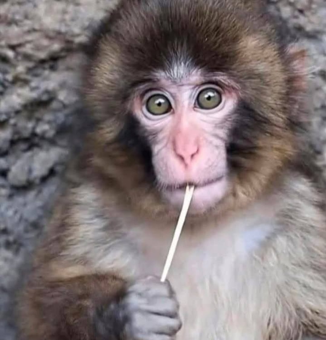HolyMolySakura's tweet photo. #Punch’s Branches & Leaves , Accurate Info☽༓･*˚⁺‧͙☕💚
Based on currently available information:

🐒 What Punch eats at Ichikawa Zoo ⋆🐾°⋆.˚🦋༘ 🐒💚💚
Japanese macaques are omnivorous.
Leaves and branches (browse) are an important part of their diet.
Main foods given at the zoo:
Seasonal leaves and twigs
Fruits and vegetables
(apple, sweet potato, carrot, cabbage) etc, 

Monkey chow (pellets)
Seasonal treats
(acorns, persimmons, mandarins)
Punch is often seen
chewing branches and eating leaves
together with the other monkeys.

🐒 Which branches and leaves taste better?
The zoo has not officially announced
which specific tree Punch likes most.

In general, Japanese macaques prefer:
Soft and fresh young leaves
Tender new shoots
Leaves with a slightly sweet taste
Branches that are easy to chew
In the wild they eat over 200 plant species,
but in the zoo they receive safe,
digestible, approved browse.

🐒 How much does he eat per day?
Exact gram amounts are not publicly released.
The zoo says they carefully balance the diet
so it is neither too much nor too little.

As a one-year-old,
Punch eats several times a day
(pellets + vegetables/fruits + leaves and twigs).
He has a very good appetite.
Fans even call him “Gohan-mo”
(the food monster).
⋆🐾°🐒☽༓･*˚⁺‧͙⋆🐾°💚💚
Punch eats leaves and branches well,
especially soft and fresh ones.
However, the exact favorite tree species
and precise daily amount
have not been officially published by the zoo. Go punch💚💚💚