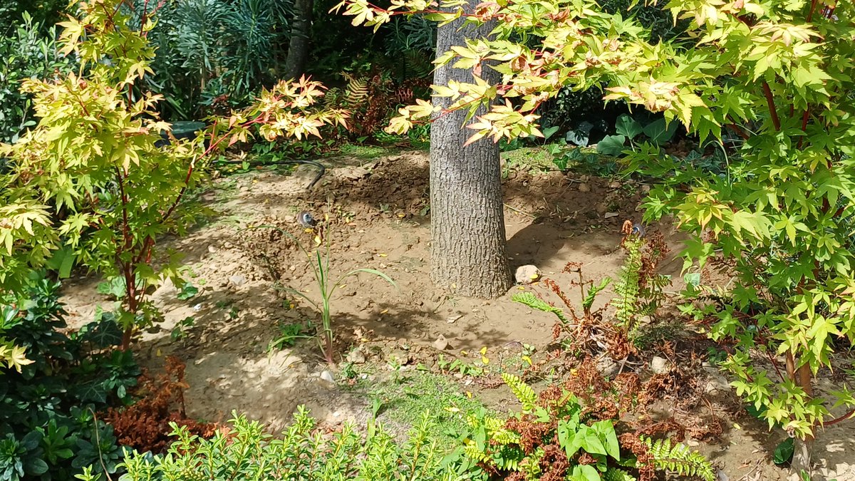 DidiDuranton's tweet photo. @TanguiLeDantec Les arbres du bosquet de l hôtel de ville eux bénéficient du régime VIP prestige avec arrosage automatique  personnalisé. Ce dispositif me semble nouveau. Ils en ont profité pour remplacer la dizaine d'arbres morts que j'avais pris en photo le 1er juillet https://t.co/pYo3bKhESc