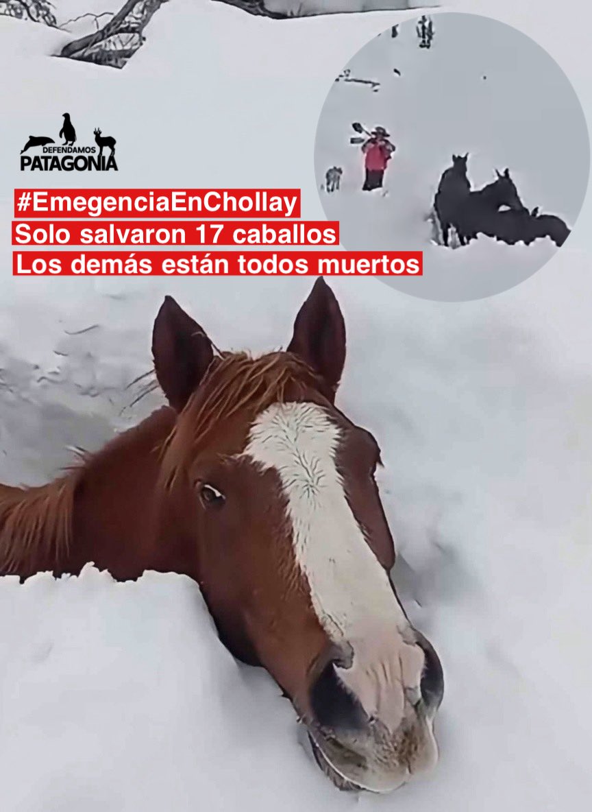 ❗️Defendamos Patagonia❗️ tweet media