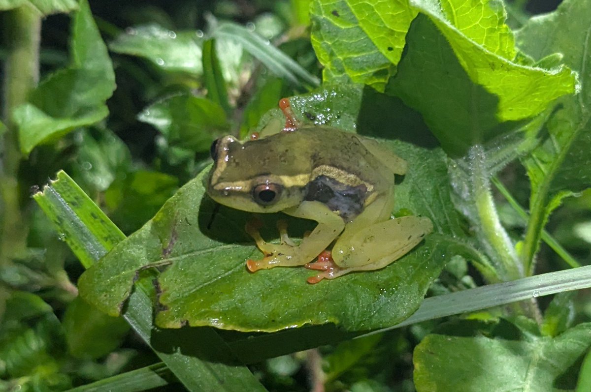 fokouoscar's tweet photo. Night survey find: Reed Frogs, Hyperolius riggenbachi (Male and Female) from the lowland sites of Mount Bamboutos, Western Cameroon.

#FieldHerpetology #WesternCameroon https://t.co/z5Id2StwVe