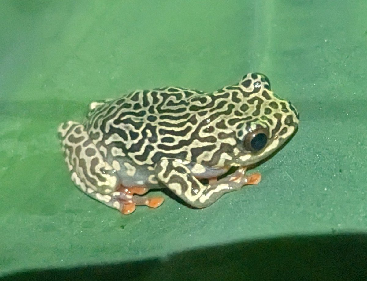 fokouoscar's tweet photo. Night survey find: Reed Frogs, Hyperolius riggenbachi (Male and Female) from the lowland sites of Mount Bamboutos, Western Cameroon.

#FieldHerpetology #WesternCameroon https://t.co/z5Id2StwVe