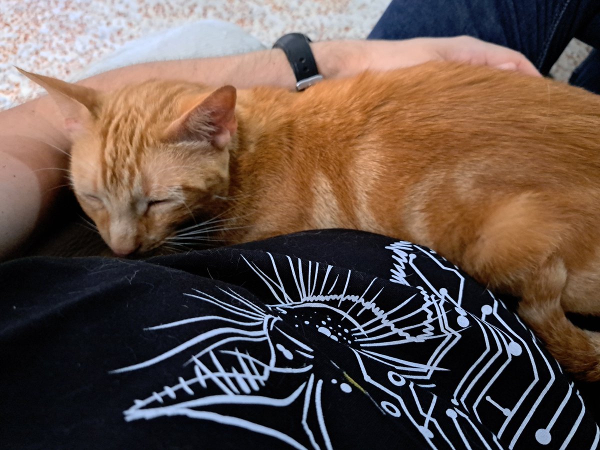 Felinarium_'s tweet photo. Estado de los acogidos (todos adoptables, esterilizados y vacunados):
Crocanti - Gris - Macho - 4 años
Pomelo - Naranja - Macho - 2 años
Gaia - Vaquita - Hembra - 2 años 
Tigrilla - Parda - Hembra - 1 año

#AdoptaNoCompres #Sevilla https://t.co/7c2RcEQDXq