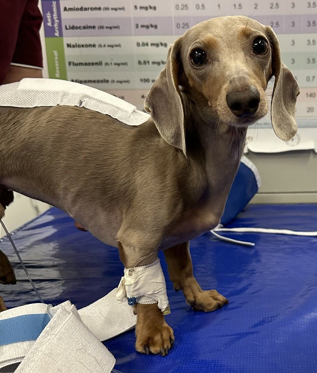 Jaxasaur_'s tweet photo. Bug ended up needing surgery. She had a ruptured disk but we aren't in the clear yet. There's a possibility that she could have myelomalacia..which is fatal and progresses fast. Only time will tell if she has it or not... https://t.co/fI4w98aX6l