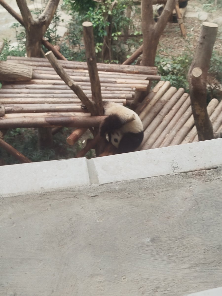 orelinares's tweet photo. Pandas being pandas🤣🤣🤣 https://t.co/oR9nvalcEk