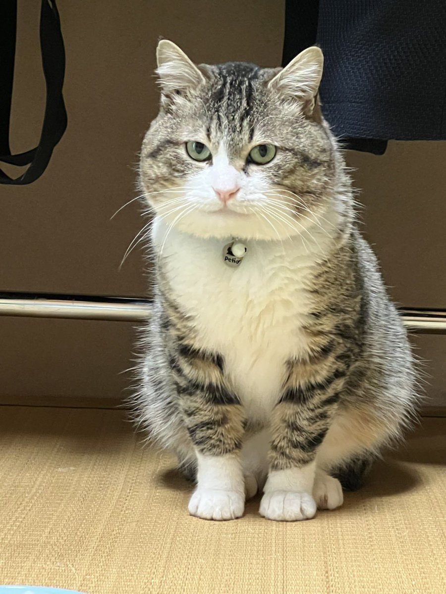 erika9496's tweet photo. 冬毛がずんぐりむっくりで夏毛になった途端スリムwww
違う猫みたい https://t.co/wOcuKB48PQ