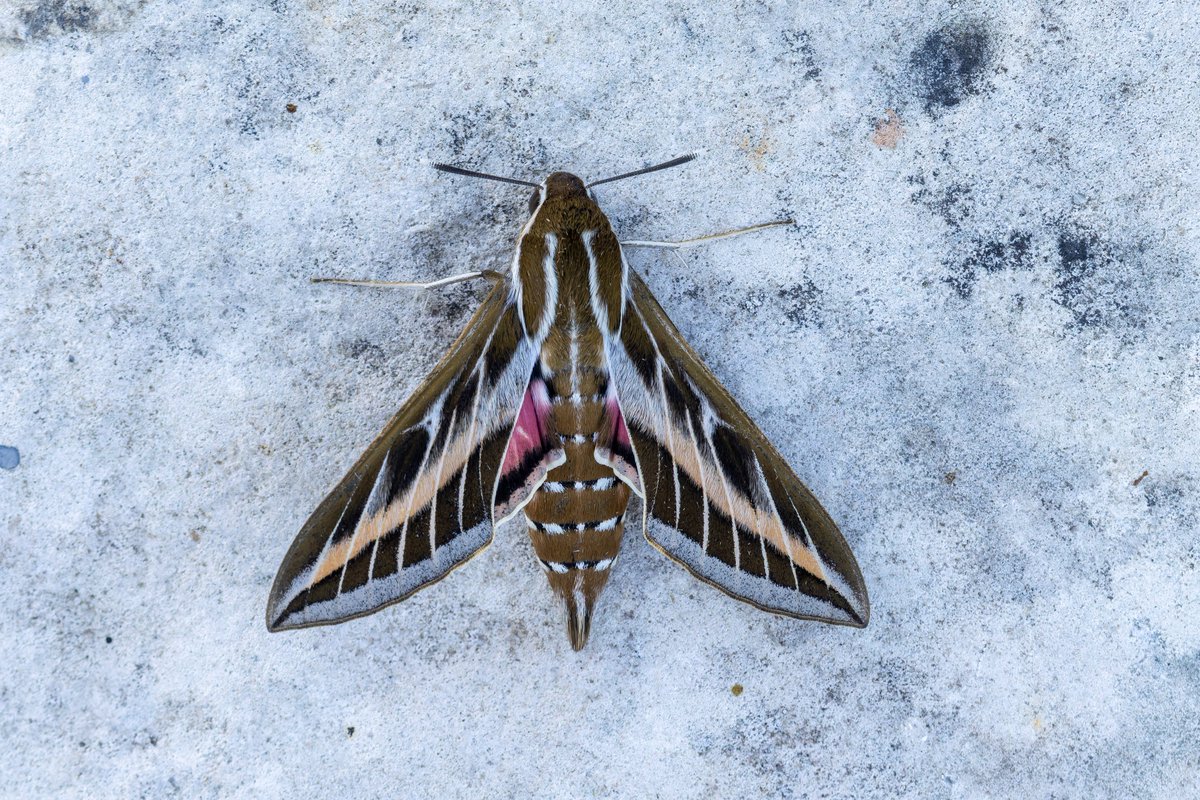 alan lewis wildlife stuff tweet media