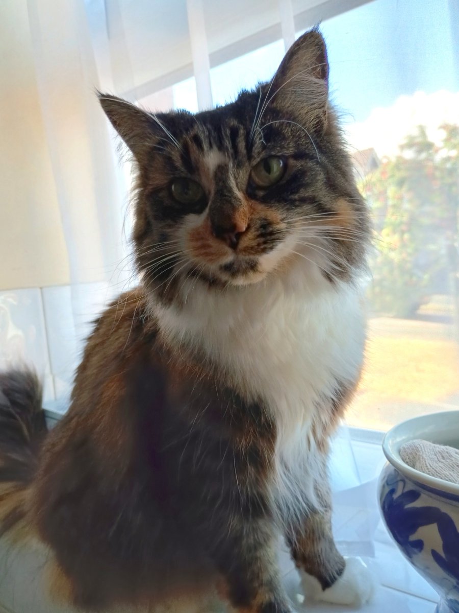 solidgold247's tweet photo. Happy #Caturday all from #StudioManagerElsie who is in one of favourite observation posts, where she can keep an eye on the birds outside whilst keeping a sharp focus on the food cupboard !  😹😋 🐈😻

#RadioCatElsie #CatsRule #TabbyTroop #TeamFluff https://t.co/RGjRaGpiEB
