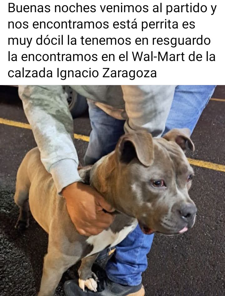 laredcincoradio's tweet photo. #ServicioSocial 🐶📍 || Una perrita extraviada fue localizada en el Walmart de la calzada Ignacio Zaragoza, donde asistentes a un partido la resguardaron al señalar que es dócil y busca a sus dueños. https://t.co/9KwDLRrxUw