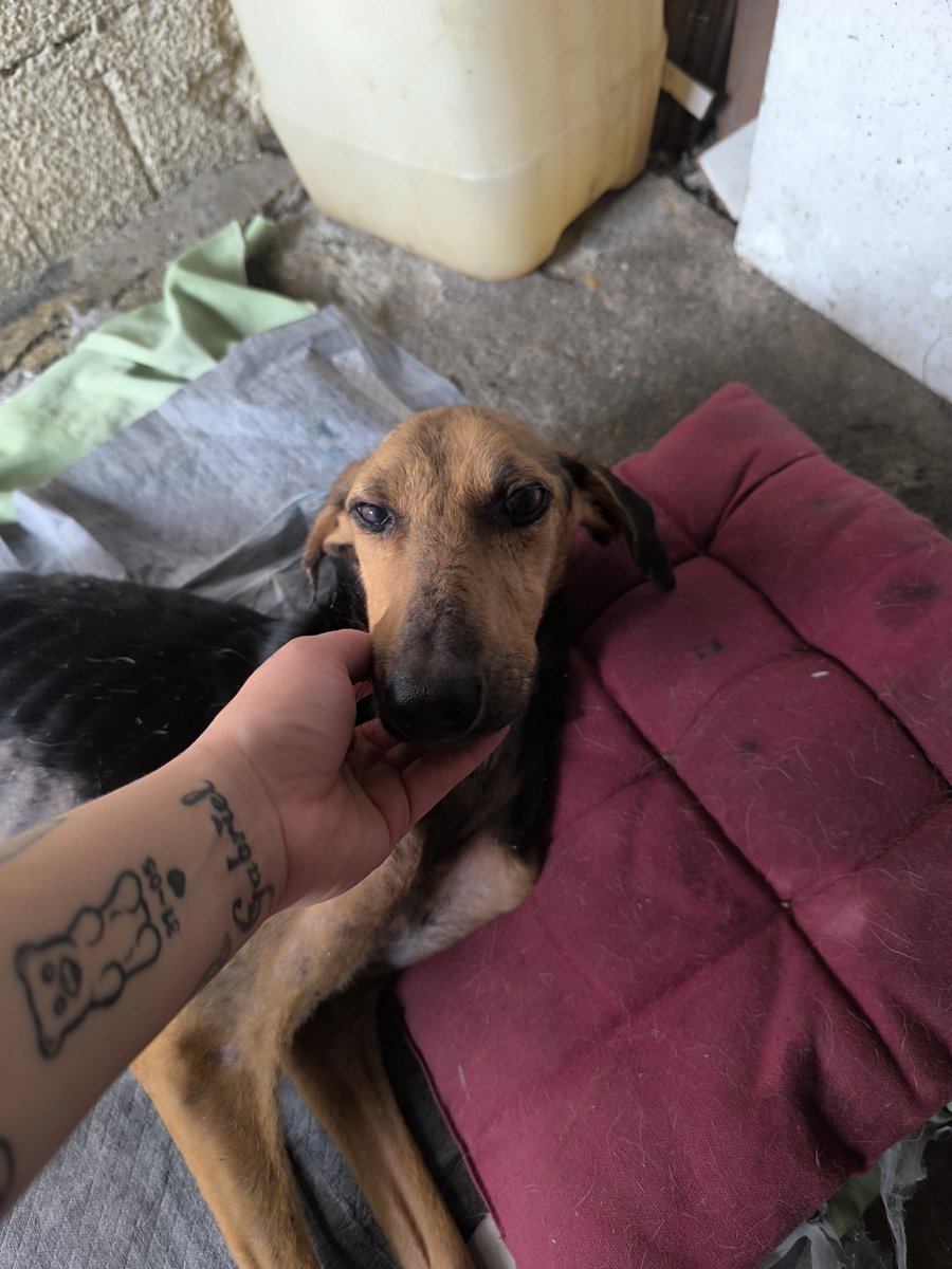Maullidosyladr1's tweet photo. Hi! I’m Victoria and I need $60 to cover my rent for July, please – I’ve got nowhere else to live but here. It’s urgent 🥹 
I can’t afford to lose this place for them; they’ll be homeless if I don’t pay. 
https://t.co/2iGbA5SJAB https://t.co/NyMCQSUnW3