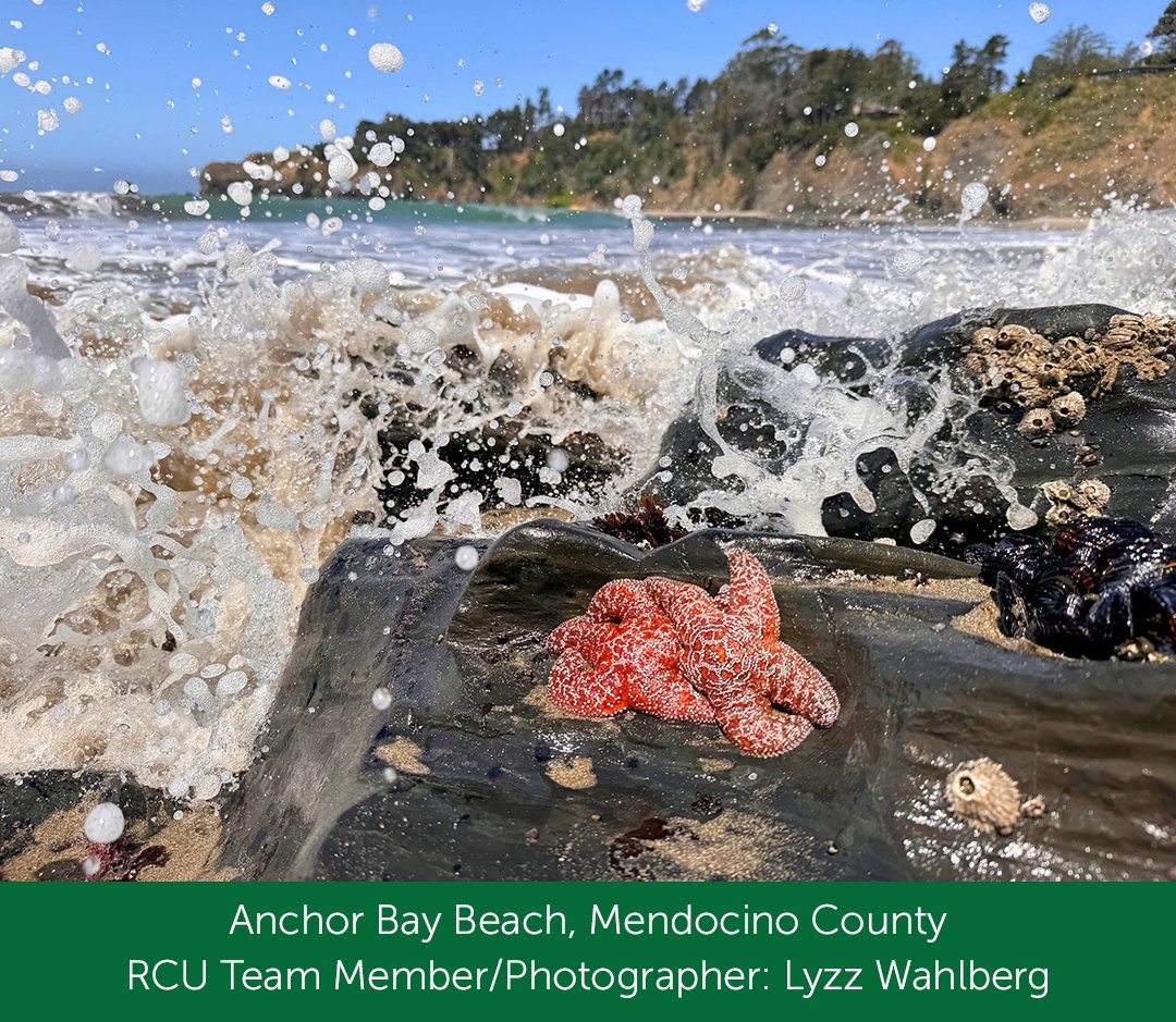 RedwoodCU's tweet photo. This month's featured photo takes us to Anchor Bay Beach in Mendocino County, reminding us of how fortunate we are to live and work in such a beautiful region. https://t.co/0nrHY0WdKb