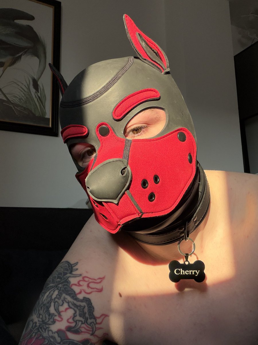 CherryAlt2's tweet photo. @KitsyMe0w @rcat_s55517 @Trans_Centipede I only have a neoprene pup hood but I want one of the drone ones at some point 💔 https://t.co/xNwMDgM2Vy