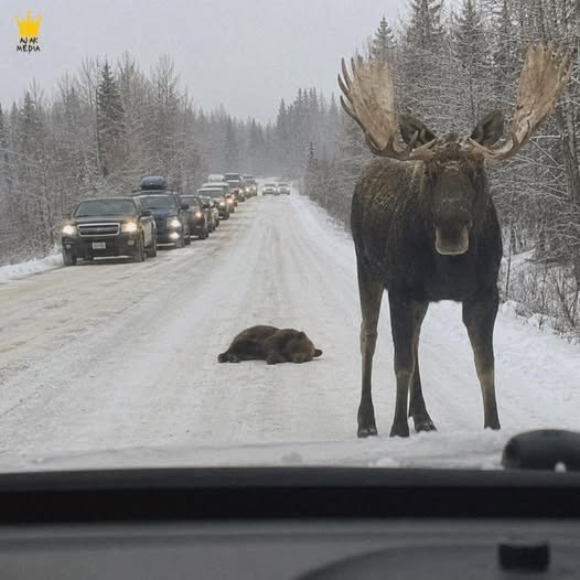 CB618444's tweet photo. The magnificent world of wild animals ❤️❤️❤️

A moose was slamming into cars, trying to protect what looked like his calf, until people realized he wasn’t guarding his calf at all. 
In Washington State, traffic came to a stop after drivers saw a moose standing in the road, ramming into the doors of any car that tried to move too close.
At first, nobody understood why he was acting so aggressive. Moose can be dangerous, but this one wasn’t just wandering or blocking traffic. He was guarding something.

From a distance, some thought it was a moose calf lying in the road. But when people recording zoomed in, they realized it wasn’t a moose calf at all. It was a bear cub.

The cub looked like it was asleep or dead in the middle of the road, while the moose stood over it like every passing car was a threat.

When wildlife officials arrived, they tried to move the moose back toward the woods, but he refused to leave the cub. Every time they got close, the moose stepped forward like he was ready to fight anything that came near.

That’s when officials realized the bear cub wasn’t sleeping.
It had been hit by a car and left there. The scene changed instantly. What first looked like a strange wild encounter became something much heavier, because the moose wasn’t confused or angry for no reason. He was standing guard over an injured bear cub, keeping traffic away from the same kind of danger that had already hurt it.

Officials were finally able to help the cub and move the moose safely back toward the woods & the people that witnessed it all will never forget that magnificent moose 🫎