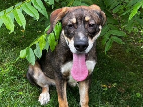 TheTorontoSun's tweet photo. FOREVER FRIEND: This puppy is Cute as a Button – no, really, that's his name https://t.co/H0TPoXTGDA https://t.co/M91ro8WSFO