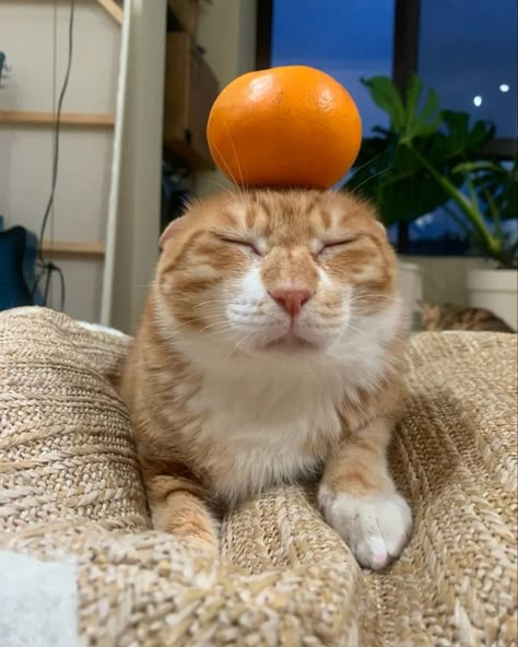 shilluminatism's tweet photo. a cat + orage = sendor https://t.co/i0bhLumLNo