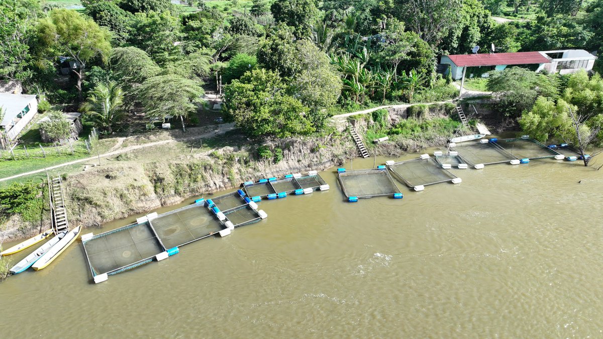 TabascoJavier's tweet photo. Con Pescando Vida, contribuimos a la soberanía alimentaria y la independencia económica de las familias que viven de las aguas de Tabasco. 

A nuestro paso por la Ranchería Constitución 1917, en Jonuta, pasamos a visitar a las y los productores de esta Comunidad de Aprendizaje Acuícola. Es un orgullo ver cómo el crecimiento y desarrollo de nuestros habitantes se ha vuelto una realidad.