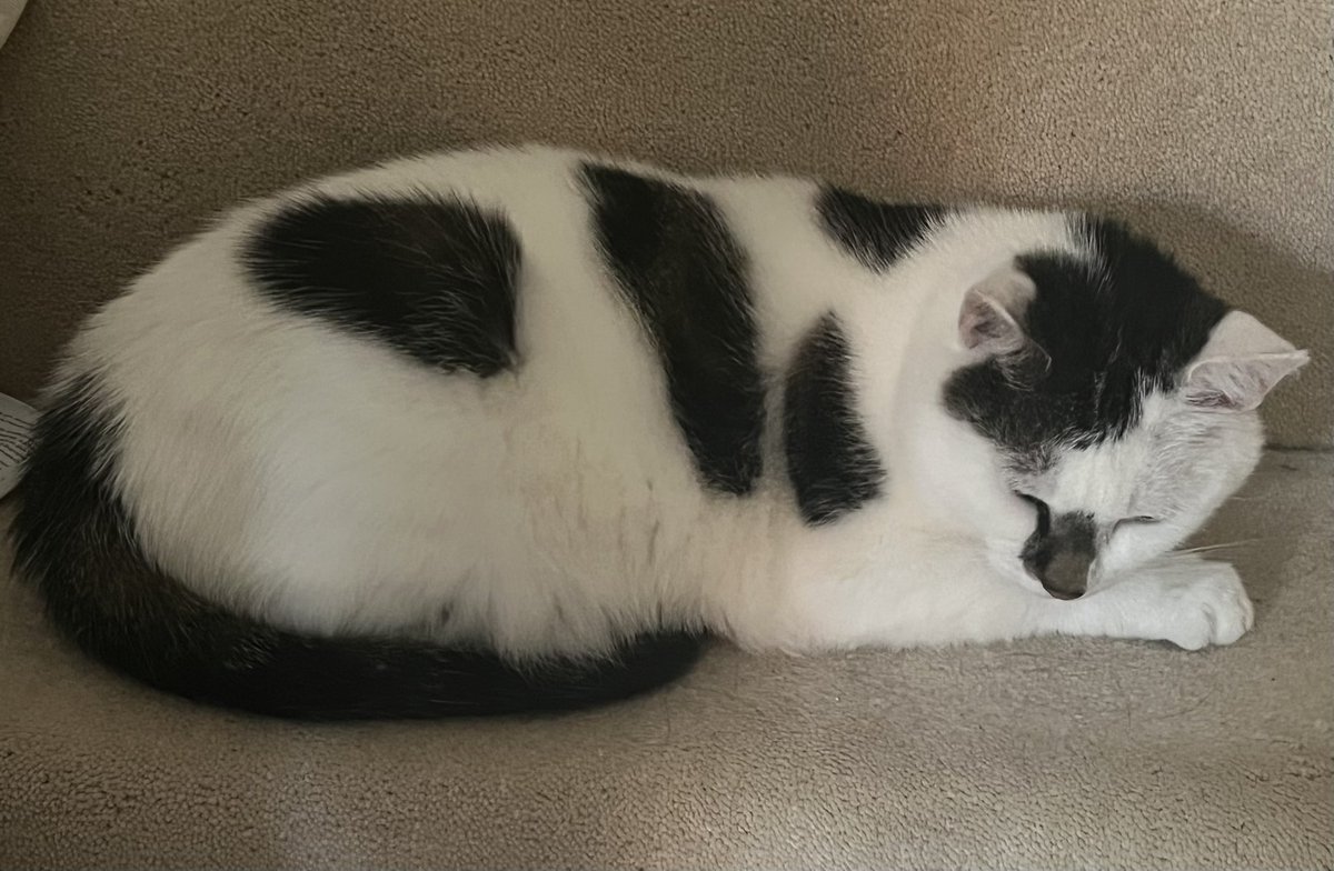 Winnierescuecat's tweet photo. I’ve decided that for #Caturday my favourite snoozing spot is on the third stair from the bottom. I can stretch to make it hard for mum to get past me! #cat #SaturdayStory #snooze 😺😺😺🐾🐾🐾💤💤💤😹😹😹 https://t.co/5DMuWbomoW