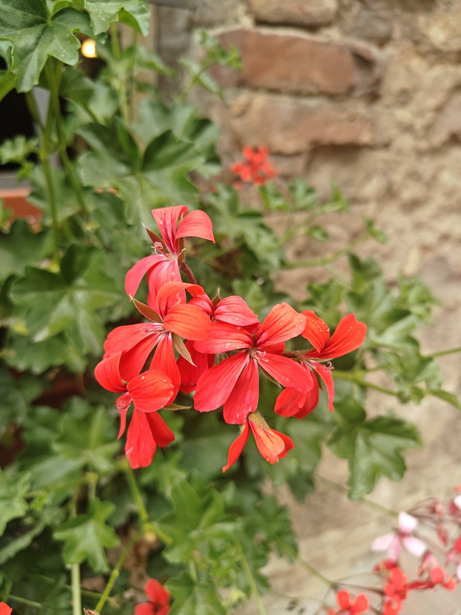 desi_rr's tweet photo. Wonderful August❤️❤️
#newmonth #newhopes #flower https://t.co/7hBNq9WRW6