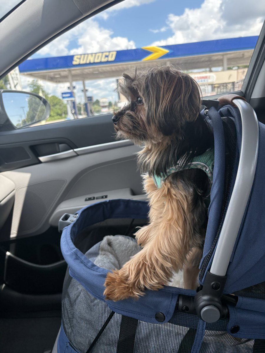 Shutterfly777's tweet photo. @SunocoRacing Your next Sunoco Rookie Contender and he’s serious 🤣 https://t.co/50jnKxKow0