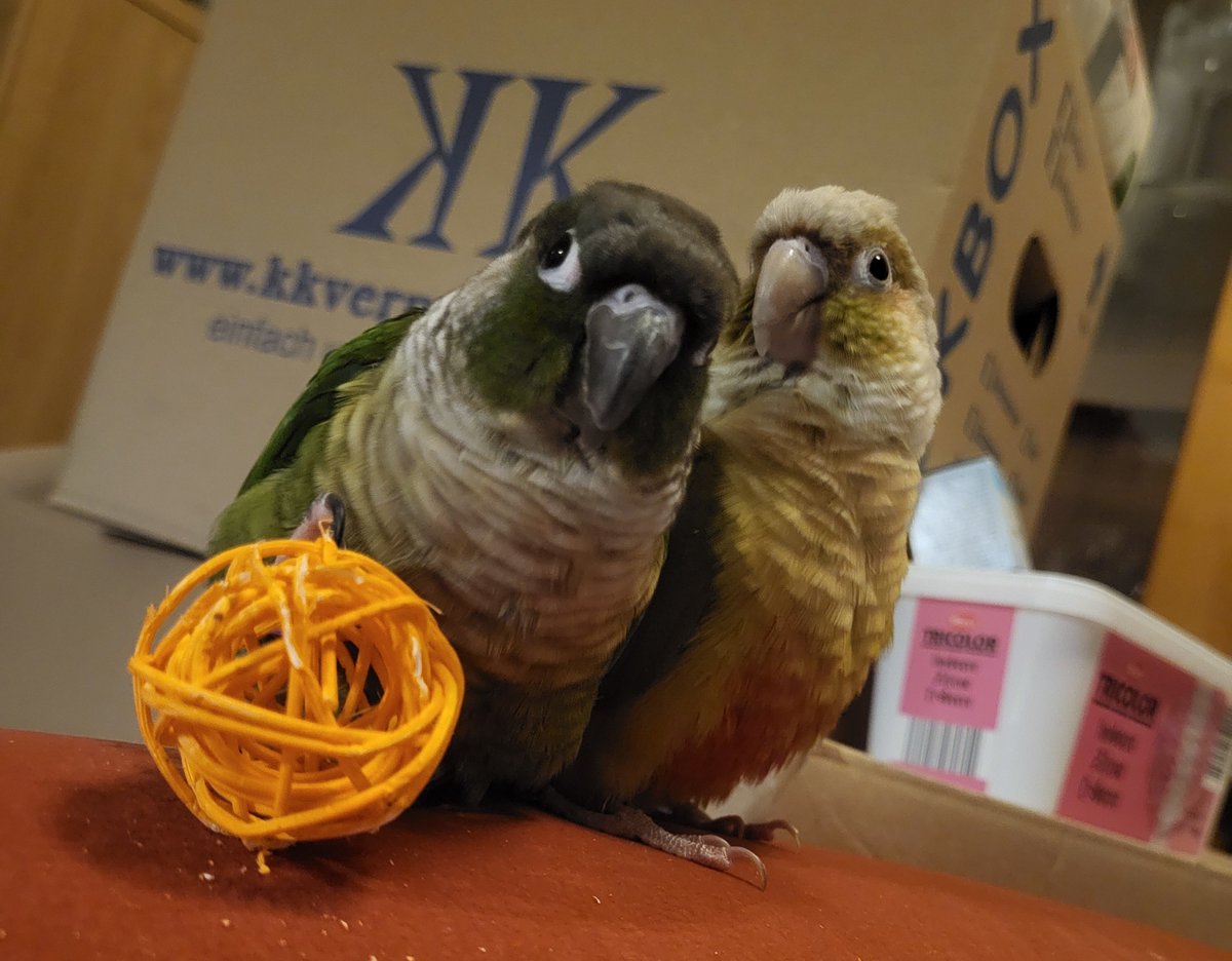 SleepyConure's tweet photo. Nobody asked for this but here are my beloved chaos children (Apo)Calypso (a bitey gal that'll dance &amp; whistle after biting you) &amp; Radahn (a goofy goober that acts tough but when push comes to shove will hide behind his girl). Pretty sure I don't need to clarify who's who 😆🫶🏻 https://t.co/pSuruTr3C6