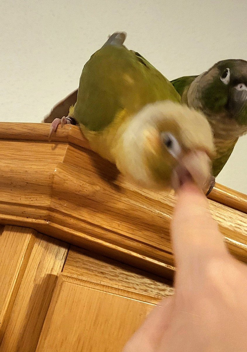 SleepyConure's tweet photo. Nobody asked for this but here are my beloved chaos children (Apo)Calypso (a bitey gal that'll dance &amp; whistle after biting you) &amp; Radahn (a goofy goober that acts tough but when push comes to shove will hide behind his girl). Pretty sure I don't need to clarify who's who 😆🫶🏻 https://t.co/pSuruTr3C6