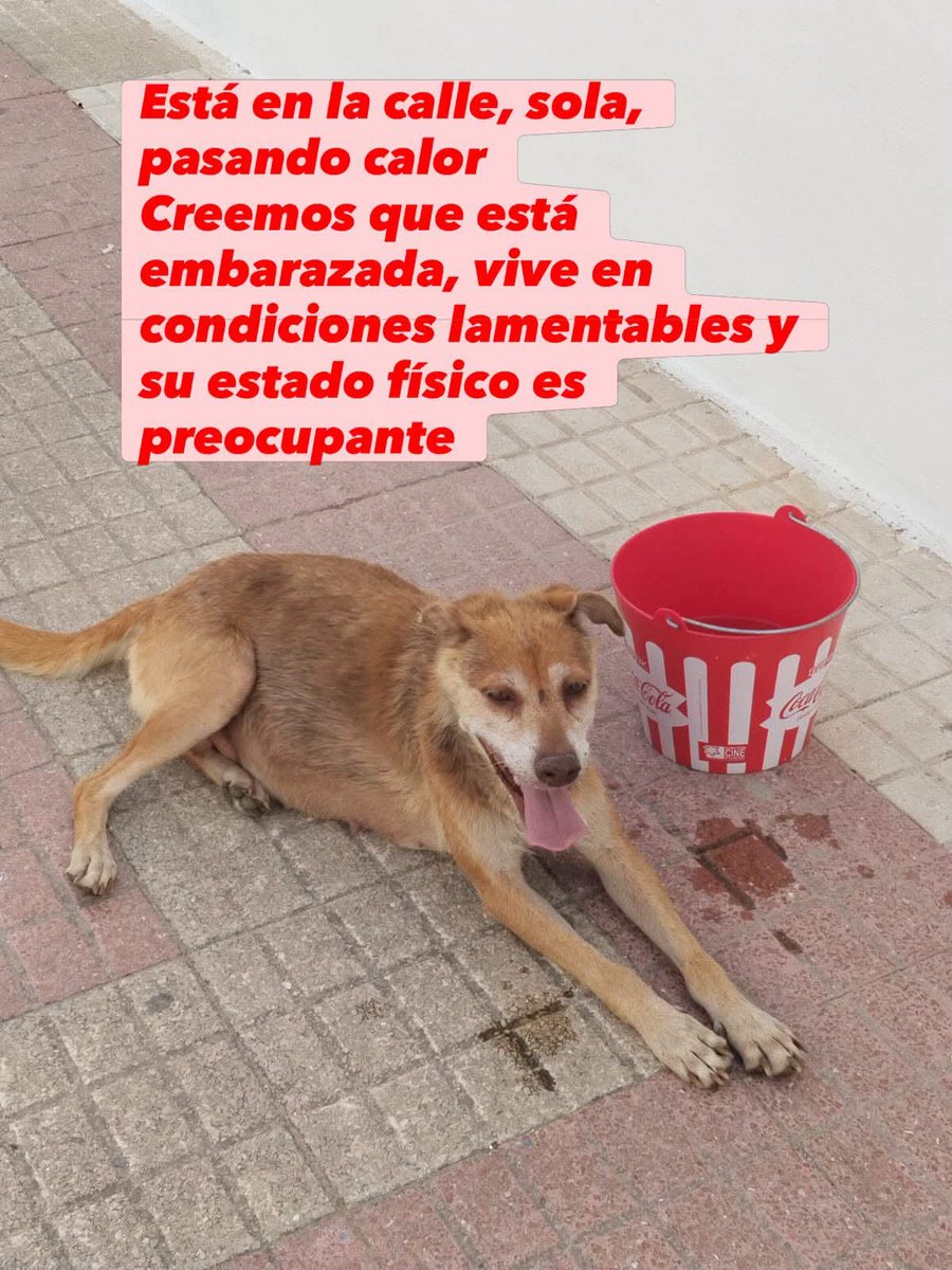 SilviaMylo's tweet photo. Embarazada y en la calle con este calor ‼️😢💔😭
Ayuda muy urgente por favor difundir ‼️ 😢 https://t.co/qgv4QrDpMt