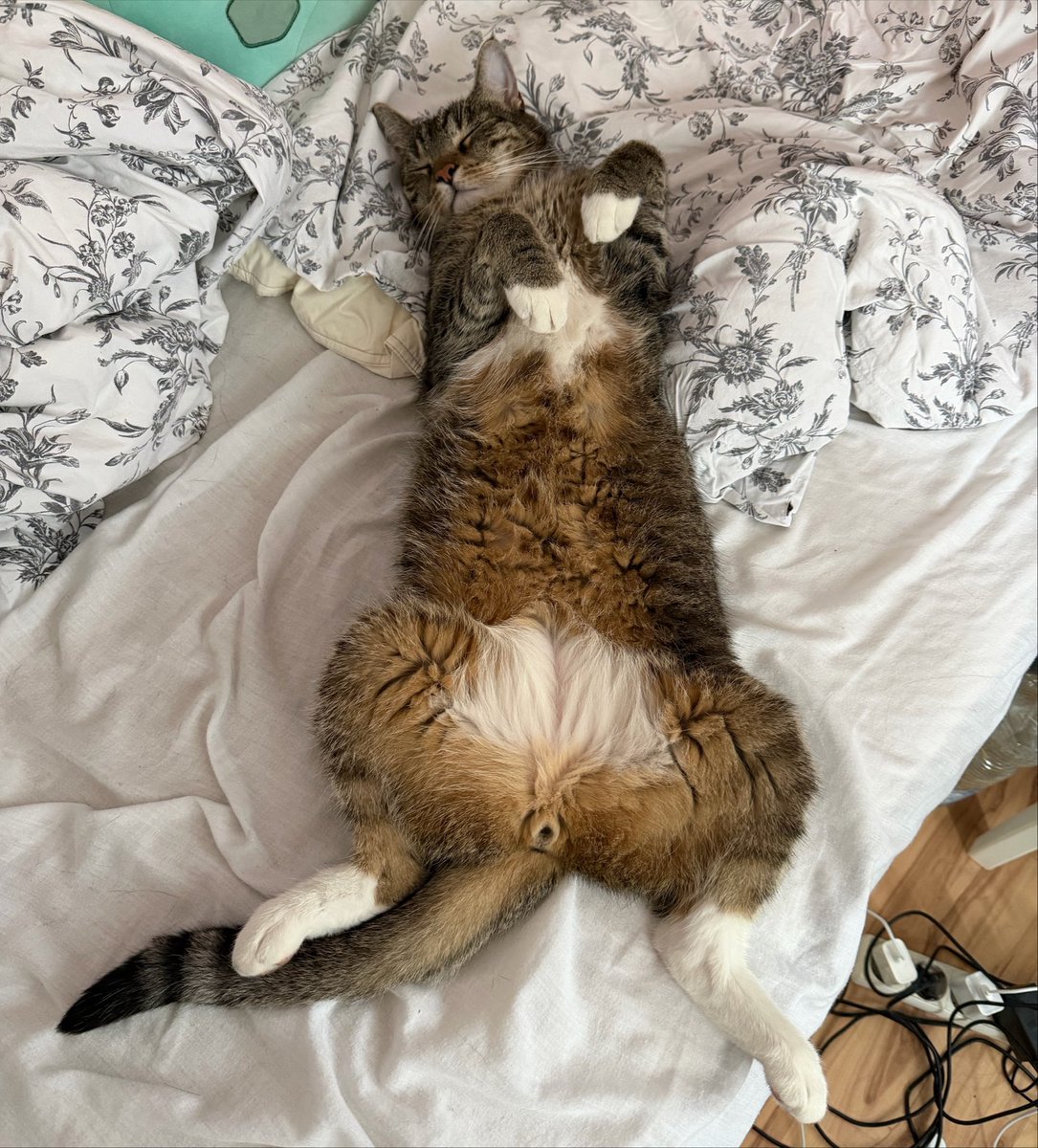 milo😼 tweet media