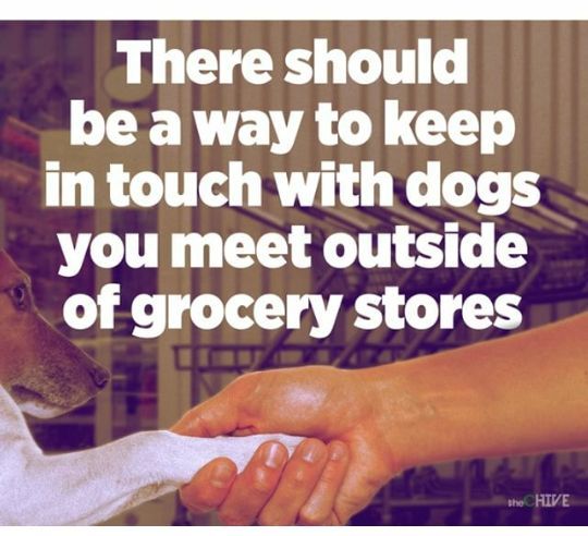 exceptionalfood's tweet photo. #dogs #pets #animals #DogsOfTwitter #DogsOnTwitter #DogsfOfX #DogsOnX https://t.co/xUAYe8OKxd