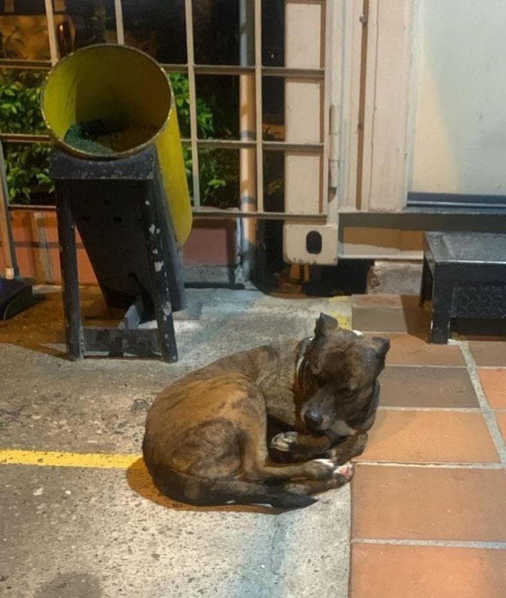 DenunciasAntio2's tweet photo. 🐕 rechazo total 🚨 Una heroína de cuatro patas ya no está. 

Tras el vil atentado terrorista en Cúcuta que dejó 11 uniformados heridos, los criminales también asesinaron a una canina de Ocho años que vivió en el Comando @PoliciaNteSder . Ocho años en los que convirtió el cuartel en su hogar y a cada policía en su familia.

#DenunciasAntioquia